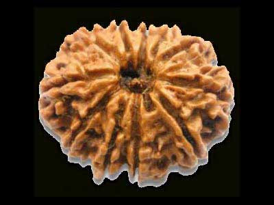 Rudraksh, Wholesellers & Retailers